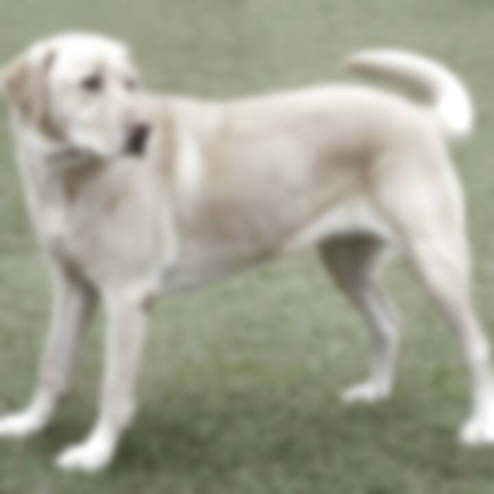 A worn-out, blurry photo of a yellow Labrador