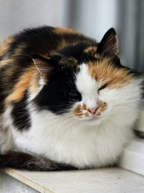 a calico cat on a windowsill