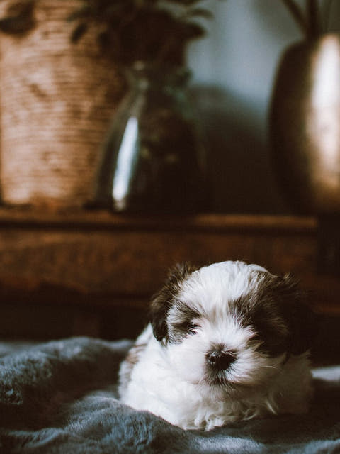 a Shih Tzu puppy on a blanket