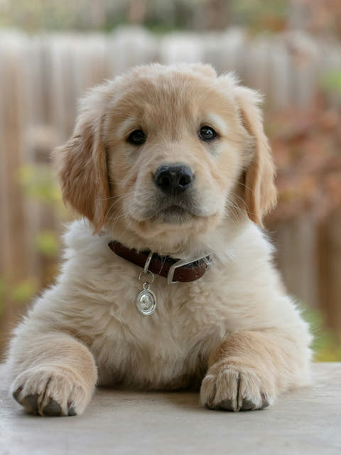 a golden retriever puppy with a name tag