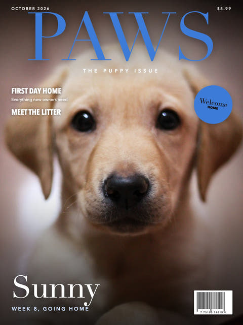 Magazine cover made from the photo of a Labrador puppy looking at the camera