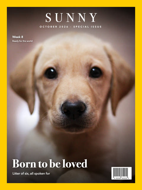 Nature cover made from the photo of a Labrador puppy looking at the camera