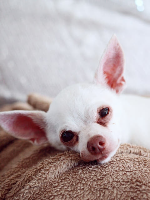 a white Chihuahua resting on a blanket