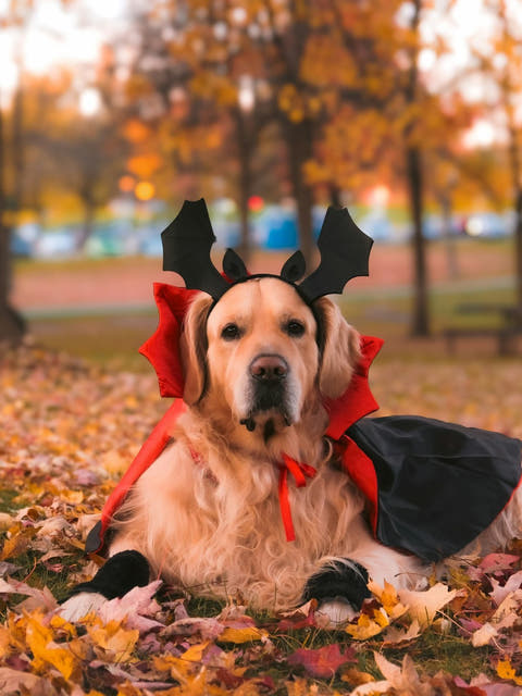a golden retriever in a bat costume in autumn leaves
