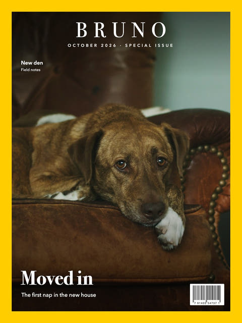 Nature cover made from the photo of a brindle dog on a leather armchair