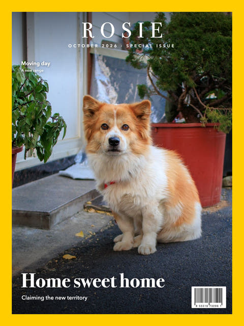 Nature cover made from the photo of a corgi outside the front door of a house