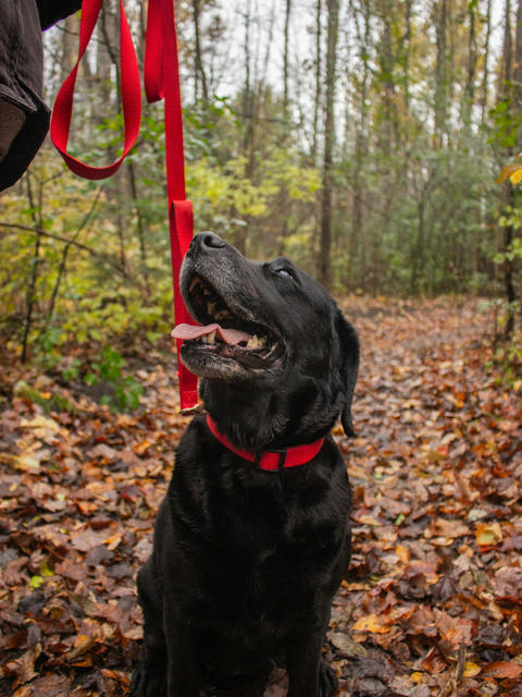 a black Labrador on a leash in the woods
