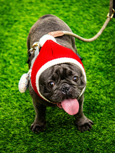 a pug in a Santa hat on grass
