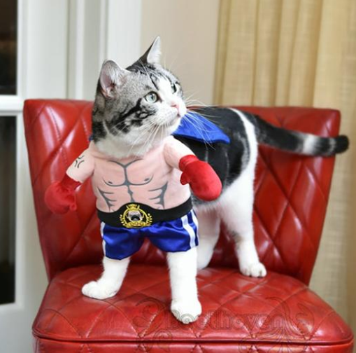 Boxer Costume for Dogs (view 3)