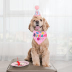 The Birthday Girl Kit That Makes the Whole Party About the Dog - dog product photo (view 5)