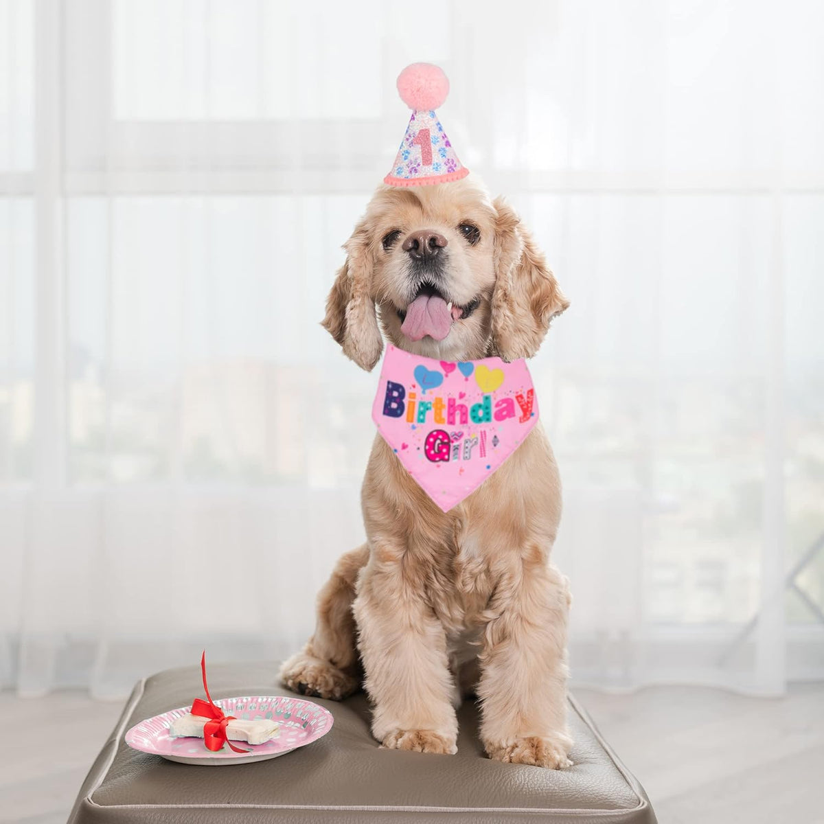 The Birthday Boy Kit for a Dog Who Thinks Every Day Is His Party - dog product photo (view 5)