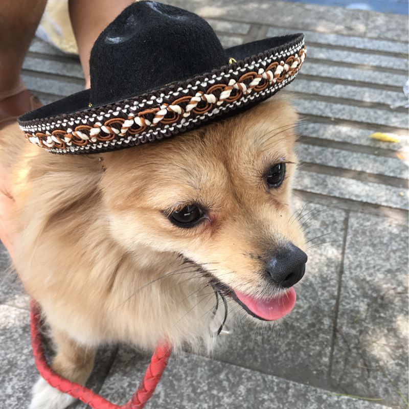 Hot Dog Costume Hat for Dogs (view 5)