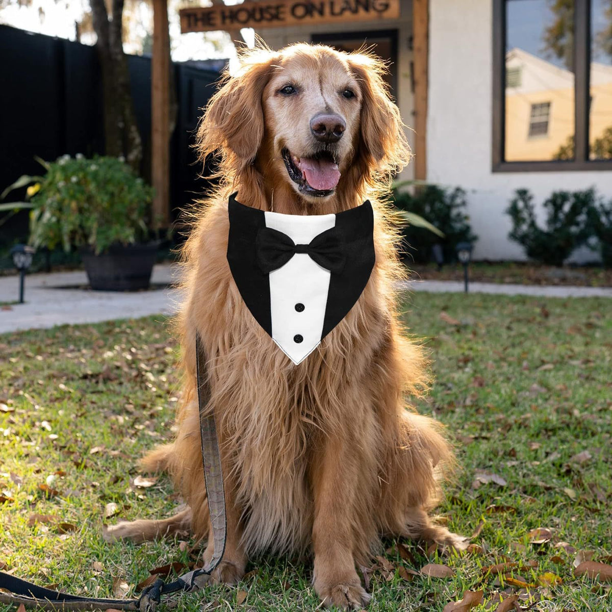 The Tuxedo Your Dog Can Wear Without Trying on a Single Sleeve - dog product photo (view 7)