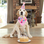 The Birthday Girl Kit That Makes the Whole Party About the Dog - dog product photo (view 10)