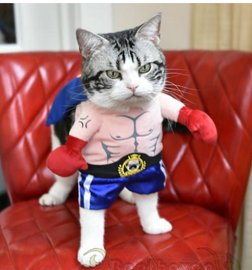 Boxer Costume for Dogs