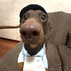Halloween Express Costume for Small Dogs