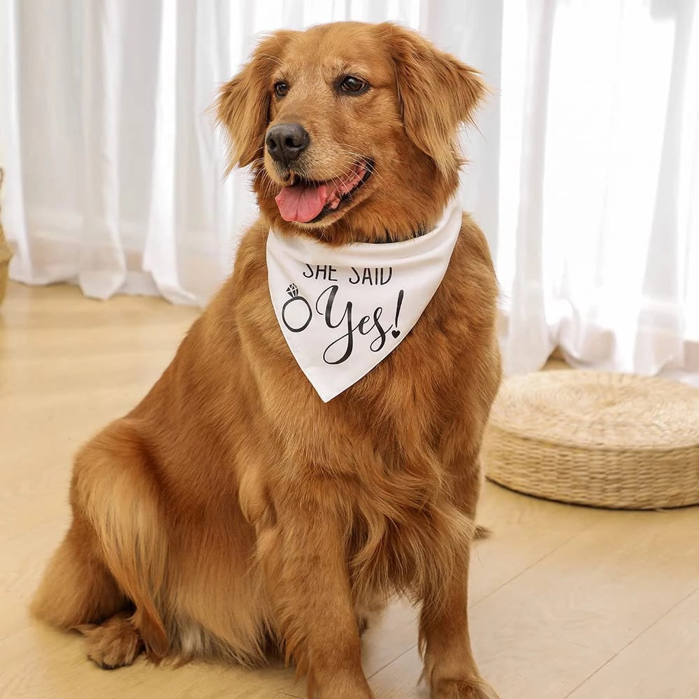 The Dog of Honor Bandana for the Best Guest at the Wedding - dog product photo (view 4)