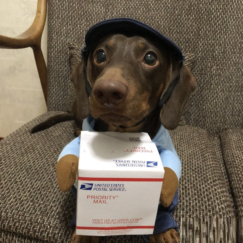 Halloween Express Costume for Small Dogs (view 3)