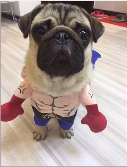 Boxer Costume for Dogs (view 2)
