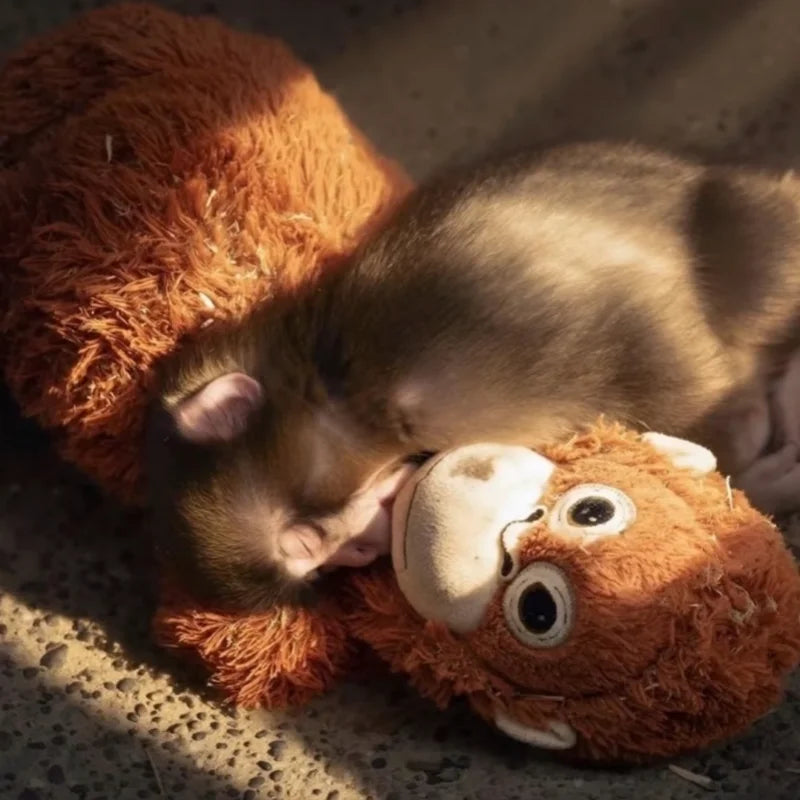 Close-up of Punch hugging the orangutan plush