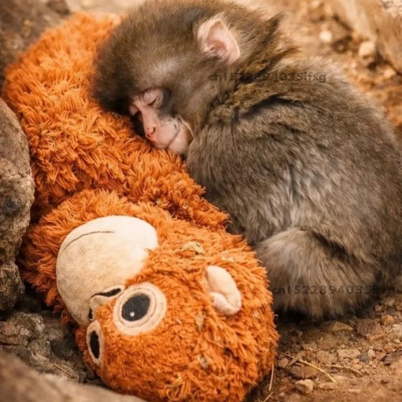 Punch the macaque asleep on his orangutan plush at Ichikawa City Zoo