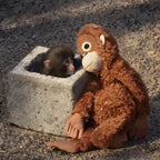 Punch peeking out of a concrete box beside the orangutan plush