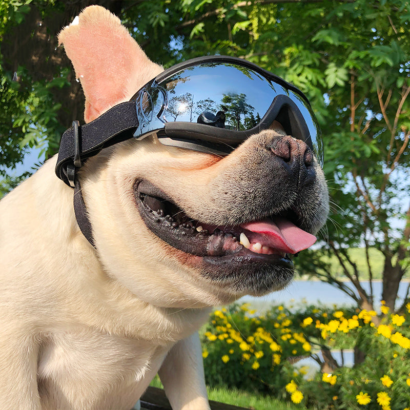 Dog Aviator Goggles - dog product photo