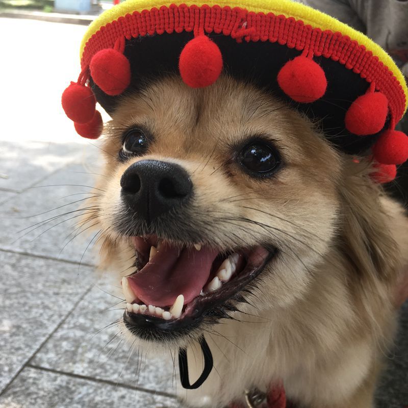Hot Dog Costume Hat for Dogs (view 3)
