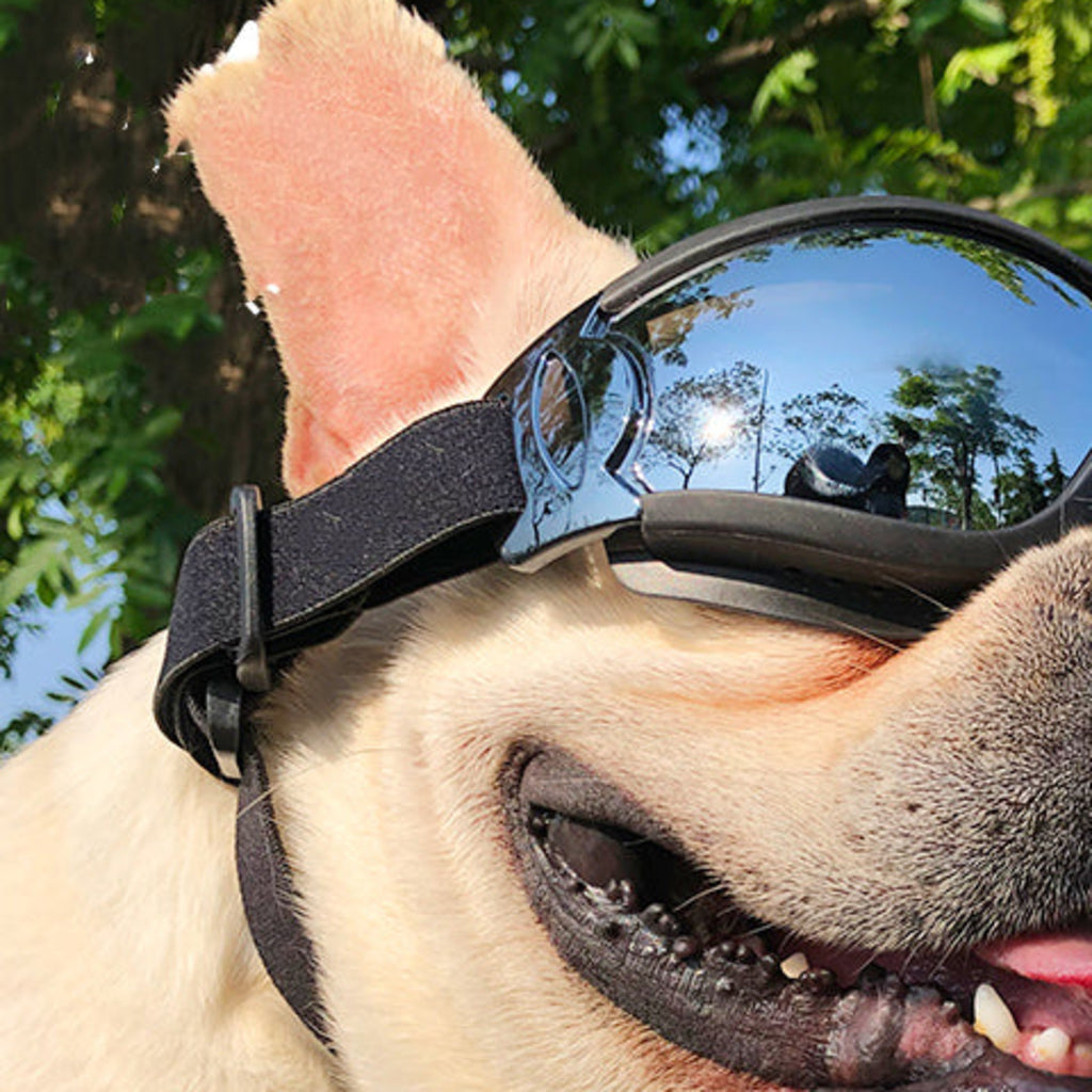 Dog Aviator Goggles detail