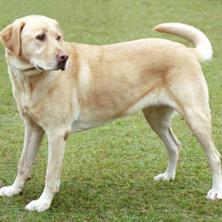 Example pet photo