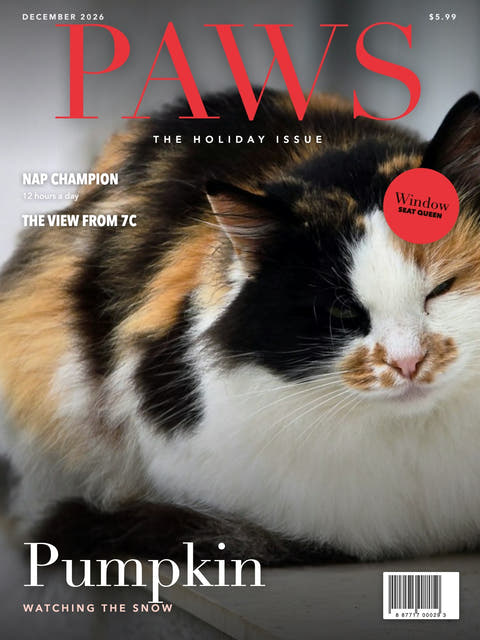 Magazine cover made from the photo of a calico cat on a windowsill