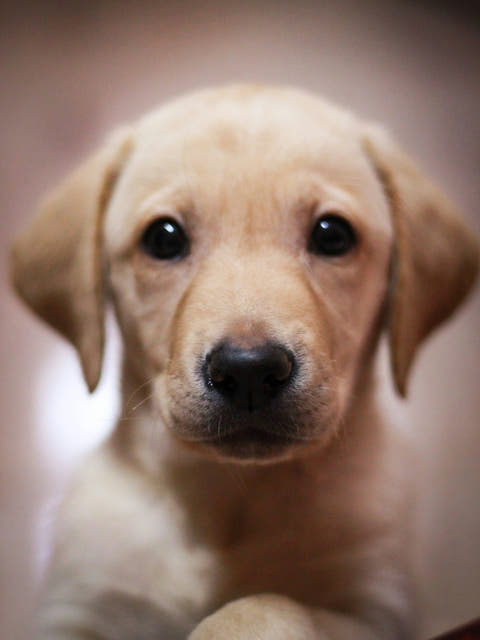 a Labrador puppy looking at the camera