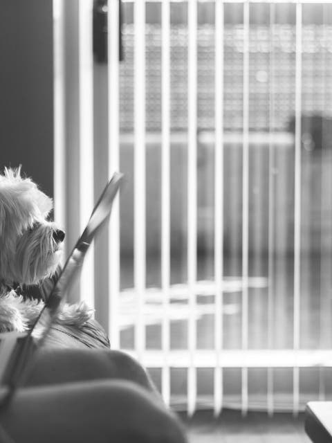 a small dog next to a laptop at a desk