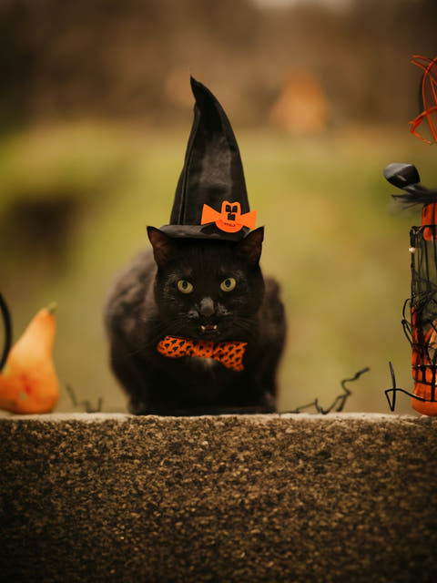 a black cat in a witch hat