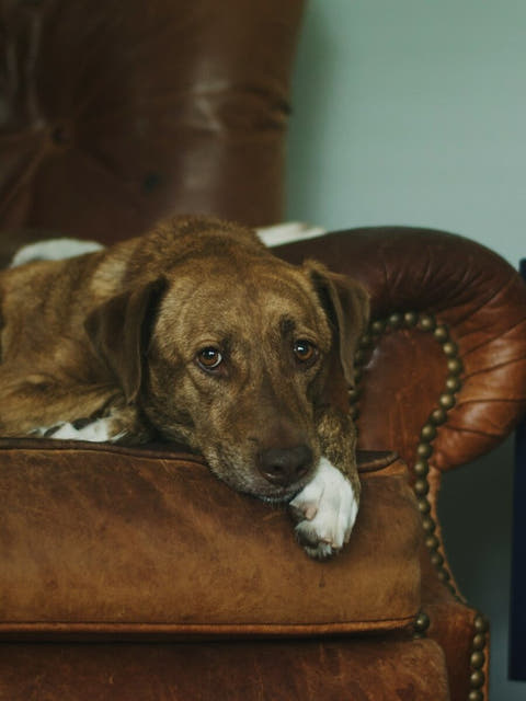 a brindle dog on a leather armchair