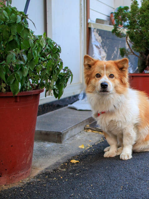 a corgi outside the front door of a house