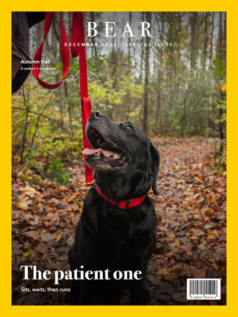 Nature cover made from the photo of a black Labrador on a leash in the woods