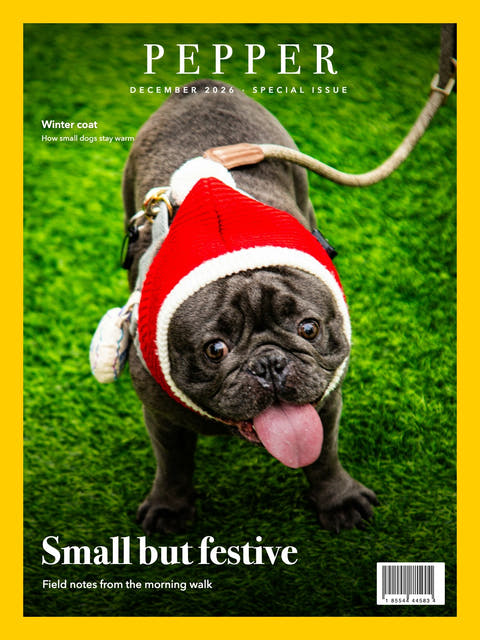 Nature cover made from the photo of a pug in a Santa hat on grass
